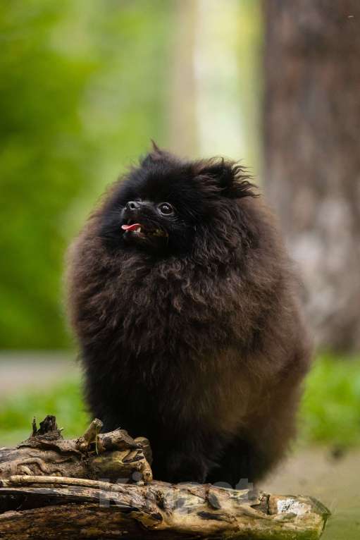 Собаки в Новосибирске: Померанский шпиц Мальчик, 45 000 руб. - фото 3