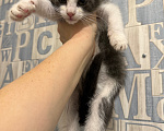 Кошки в Сосновом Бору: Котенок Жак Мальчик, Бесплатно - фото 3