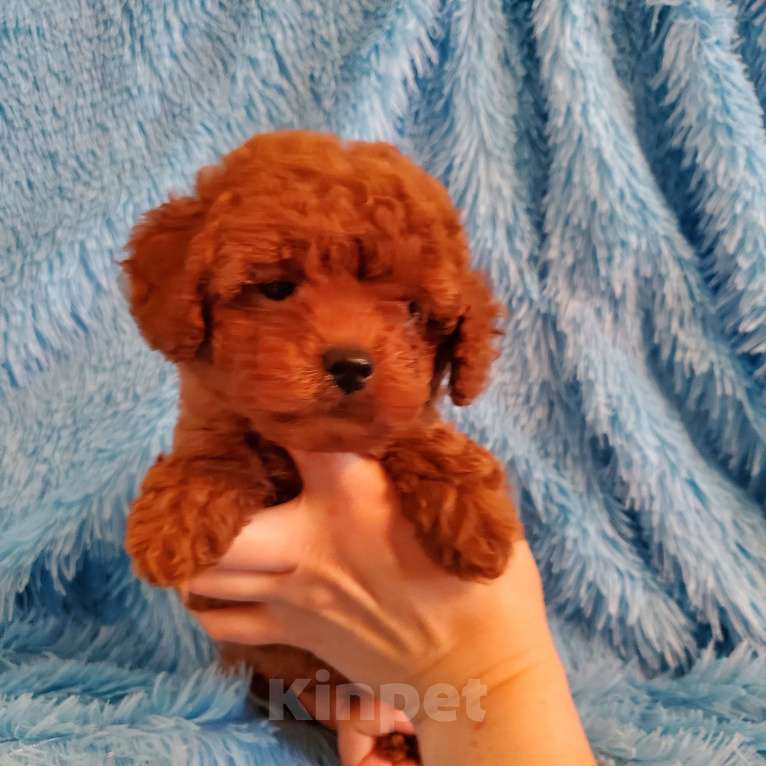 Собаки в Москве: Щенок той пудель Мальчик, 95 000 руб. - фото 1