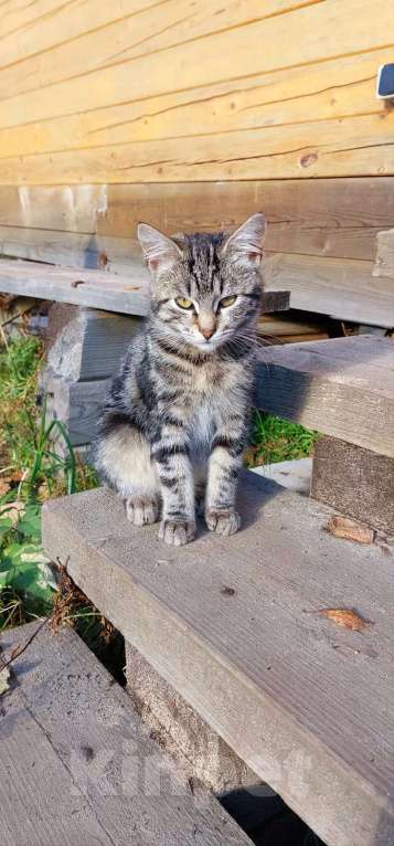 Кошки в Санкт-Петербурге: Шикарный котёнок ищет дом. Мальчик, Бесплатно - фото 3