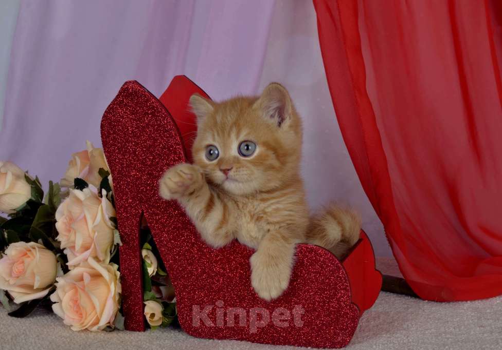 Кошки в Санкт-Петербурге: Британский котик солнечного окраса Мальчик, 45 000 руб. - фото 6
