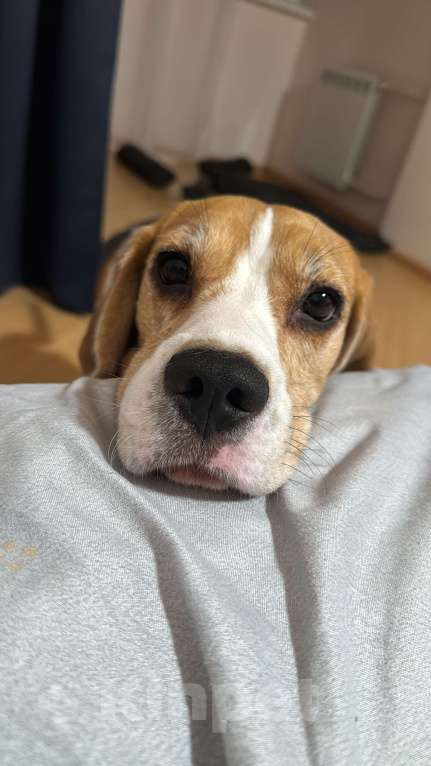 Собаки в Нижнекамске: Бигль 4 года Девочка, 15 000 руб. - фото 5