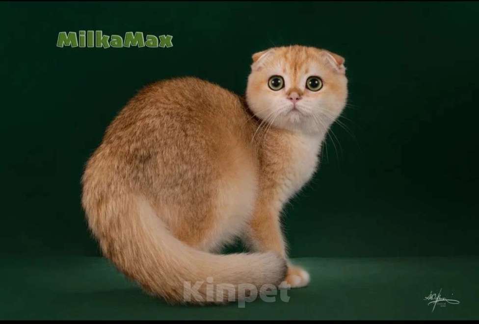 Кошки в Москве: Золотая завуалированная шиншилла 🥰  Мальчик, 60 000 руб. - фото 3