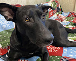 Собаки в Мурином: СРОЧНО взрослая СОБАЧЕНЬКА Девочка, Бесплатно - фото 2