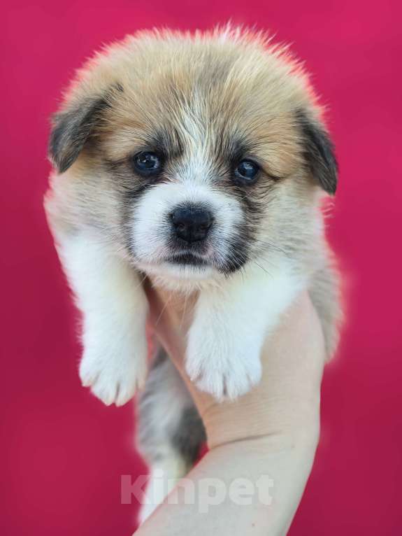 Собаки в Москве: Девочка вельш корги пемброк Девочка, 60 000 руб. - фото 2