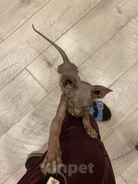 Кошки в Москве: Харизматичный канадский котенок мурчун  Мальчик, 35 000 руб. - фото 3