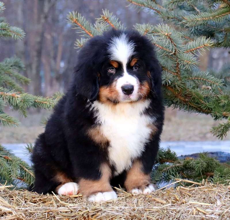 Собаки в Москве: Кибель Бернского зенненхунда Мальчик, Бесплатно - фото 5