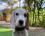 Собаки в других городах Краснодарского края: Бигль💛🐶 Девочка, Бесплатно - фото 2