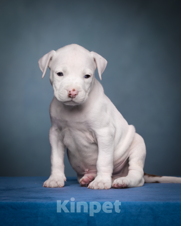 Собаки в других городах Ленинградской области: Щенки американского питбультерьера Мальчик, 80 000 руб. - фото 2