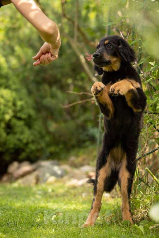Собаки в Москве: Щенок ховаварта из питомника в Москве  Девочка, Бесплатно - фото 7
