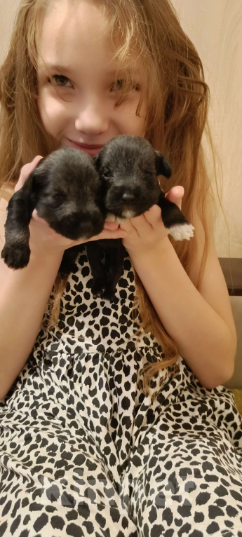 Собаки в Москве: Щенки цвергшнауцера Девочка, 50 000 руб. - фото 1