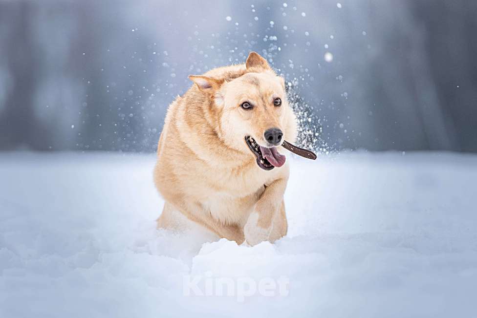 Собаки в Клине: Линдси — ладная собачка Девочка, Бесплатно - фото 3
