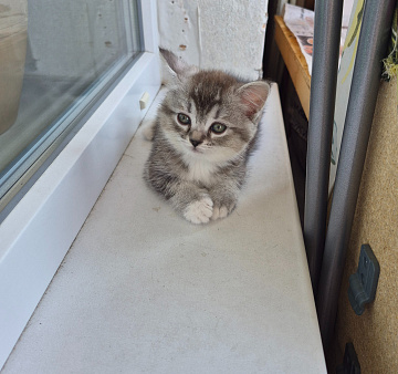 Продаются шотландские котята.