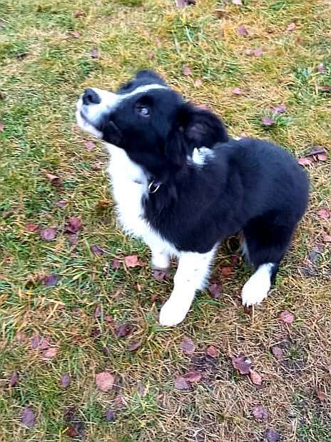 Собаки в Обнинске: Красивый мальчик бордер-колли  Мальчик, Бесплатно - фото 2