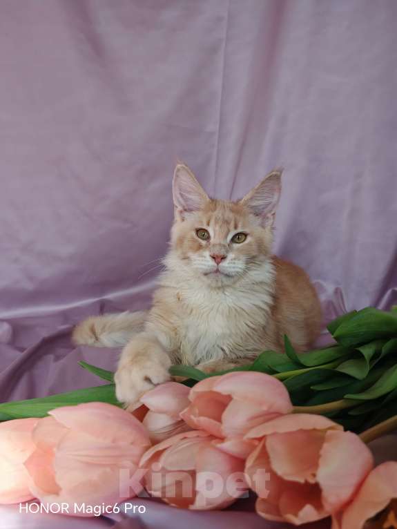 Кошки в Воронеже: Мальчик мейн куна Мальчик, 35 000 руб. - фото 3