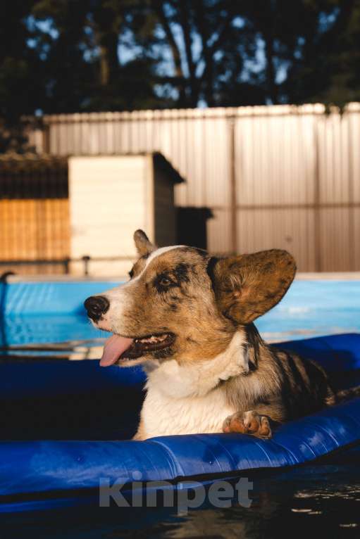 Собаки в Воскресенске: Щенки корги кардиган Мальчик, 40 000 руб. - фото 8