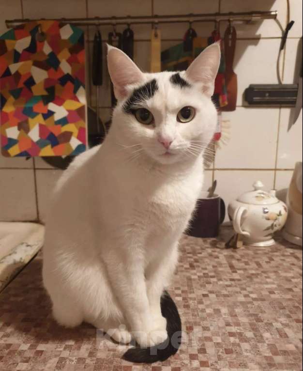 Кошки в Москве: Кошка в добрые руки Девочка, Бесплатно - фото 2