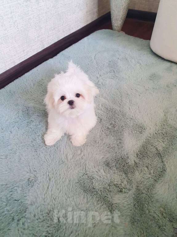 Собаки в Ессентуках: Щенки Мальтезе  Мальчик, 80 000 руб. - фото 2