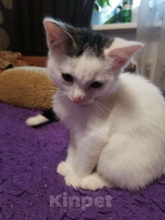 Кошки в Томске: Нежная прелестная белянка Девочка, 10 руб. - фото 2