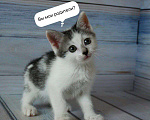 Кошки в Щелково: Котенок ищет семью Мальчик, Бесплатно - фото 2