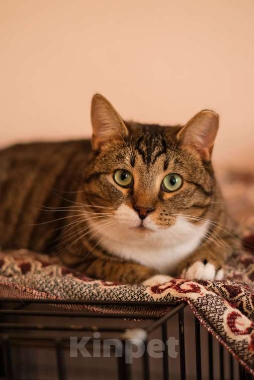 Кошки в Санкт-Петербурге: Проша из приюта в добрые руки Мальчик, Бесплатно - фото 10