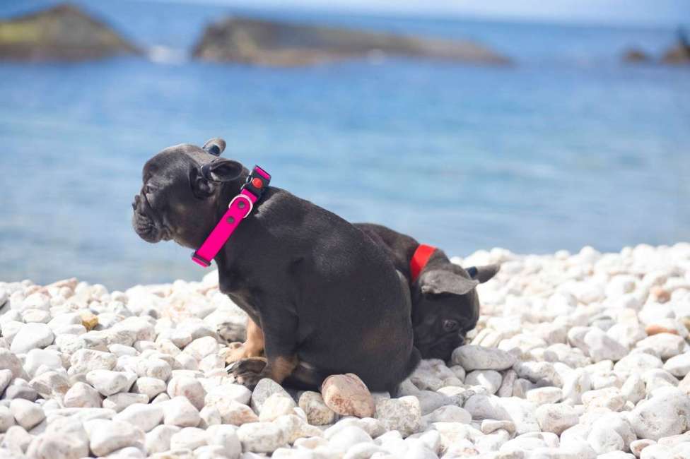 Собаки в Москве: девочки французский бульдог 3 мес Девочка, 70 000 руб. - фото 1