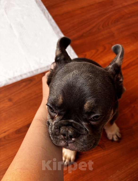 Собаки в Кореновске: Продаю щенка  Мальчик, 40 000 руб. - фото 3