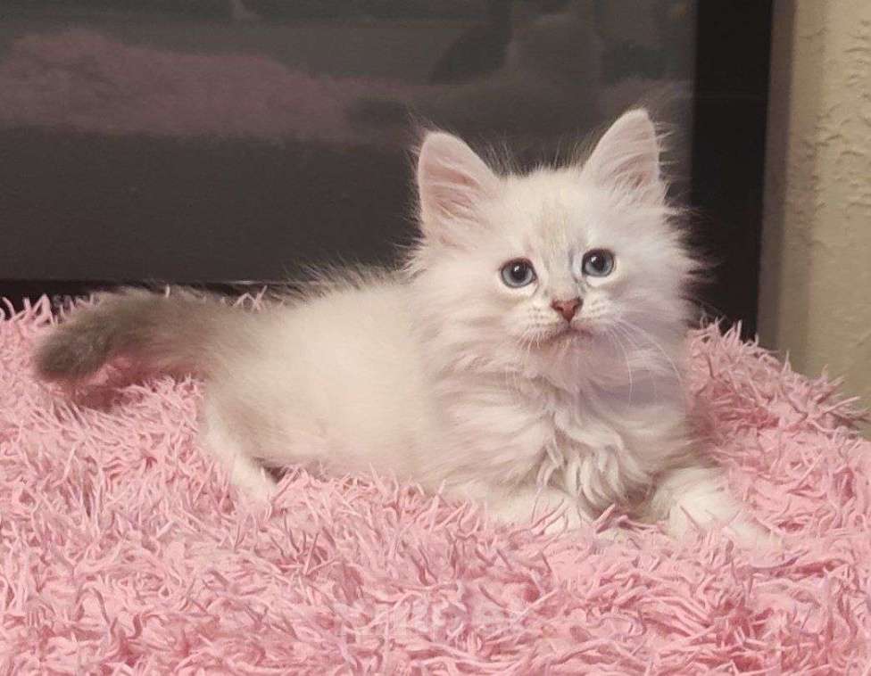 Кошки в Новосибирске: Don Juan Мальчик, 50 000 руб. - фото 4