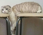 Кошки в Тюмени: Кот для вязки, 800 руб. - фото 3