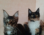 Кошки в Оленегорске: Мейн-кун, 15 000 руб. - фото 1