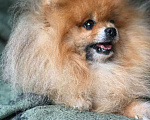 Собаки в Лобне: Шпиц вязка  Мальчик, 12 000 руб. - фото 4