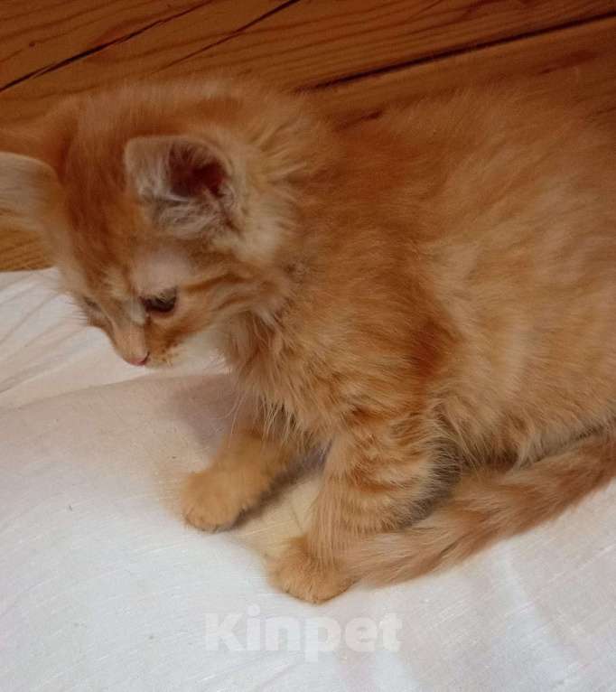 Кошки в Москве: Пушистые котята в добрые руки Мальчик, 1 руб. - фото 7