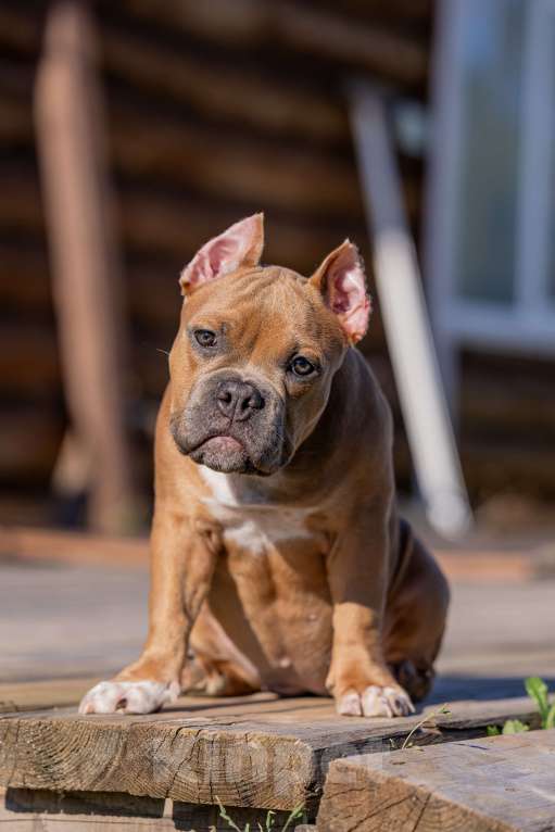 Собаки в Москве: щенок Девочка, 60 000 руб. - фото 3