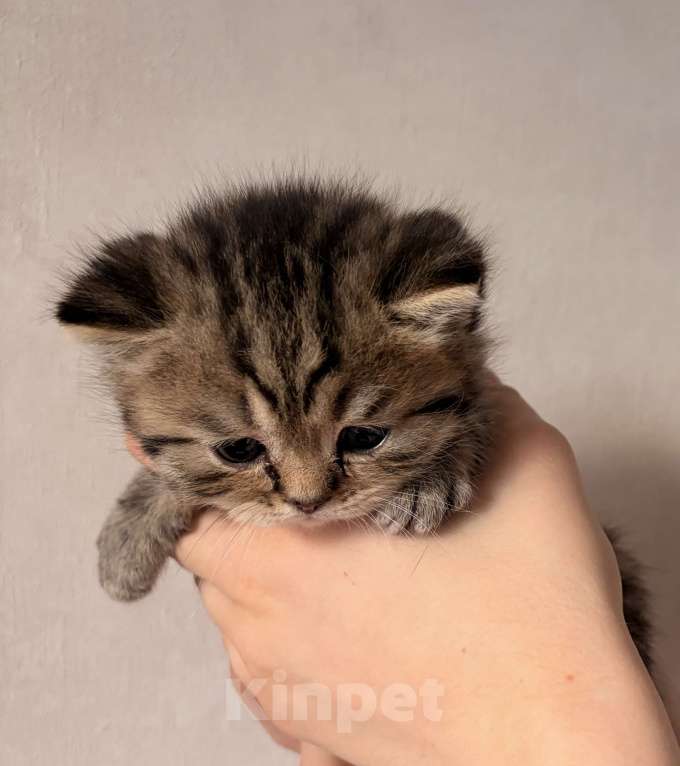 Кошки в Москве: Мокко Мальчик, 15 000 руб. - фото 3