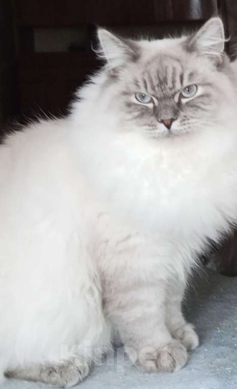Кошки в Москве: Сибирский (Невский Маскарадный)  котенок) Мальчик, 100 000 руб. - фото 1