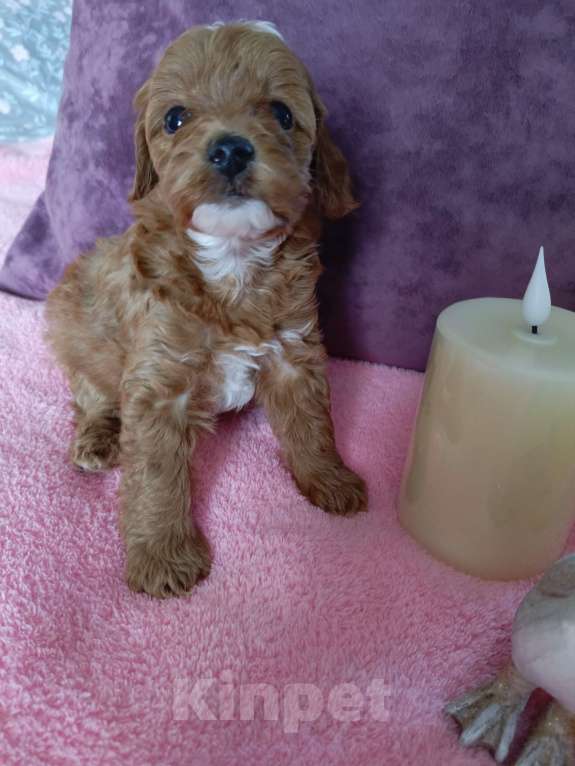 Собаки в Симферополе: Продам щенков кавапу Девочка, 90 000 руб. - фото 4