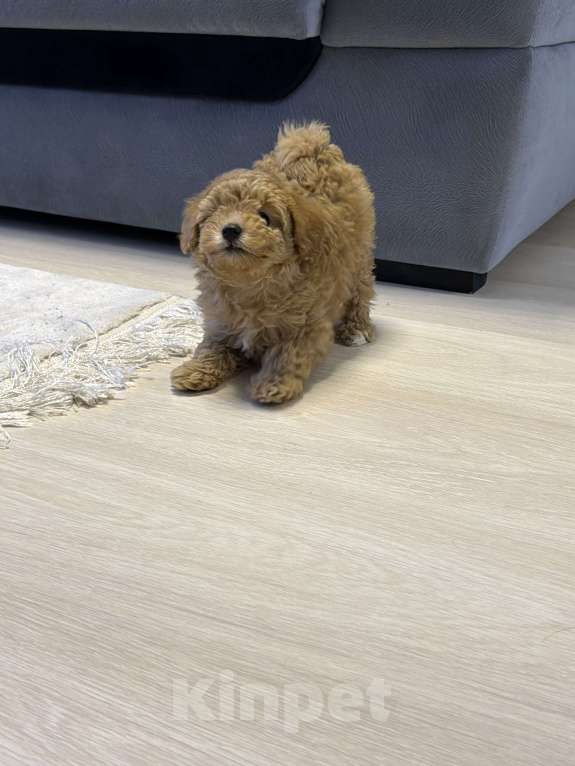 Собаки в Омске: Щенок мальтипу девочка Девочка, 80 000 руб. - фото 2