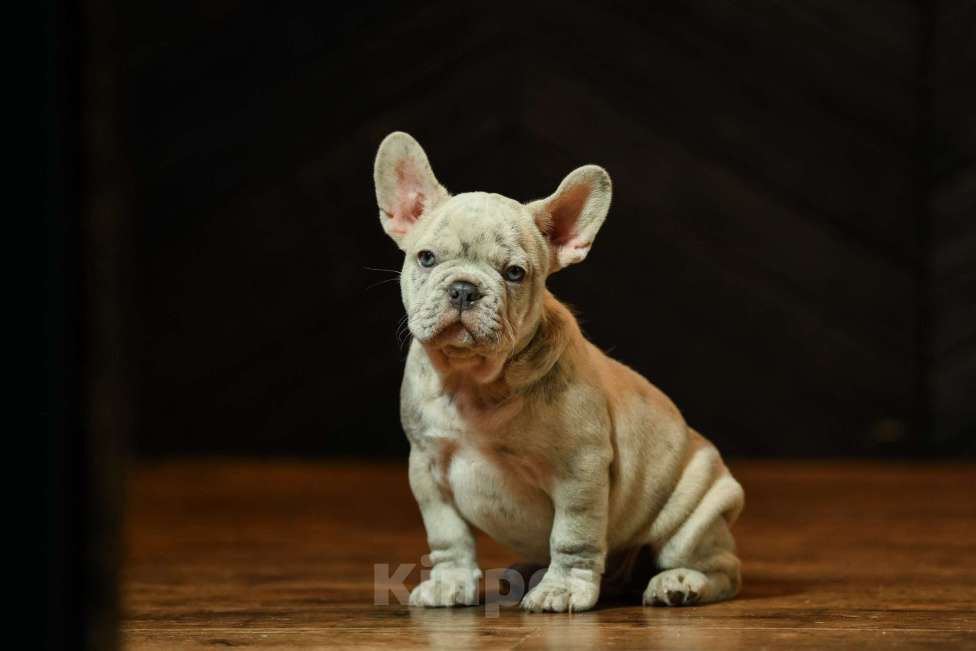 Собаки в Брянске: Айс Мальчик, 200 000 руб. - фото 3