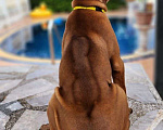 Собаки в Наро-Фоминске: Тайский риджбек  Мальчик, 80 000 руб. - фото 1