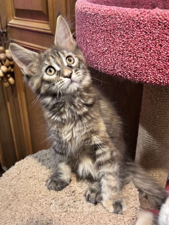 Кошки в Петергофе: Крупная девчоночка Девочка, 35 000 руб. - фото 6