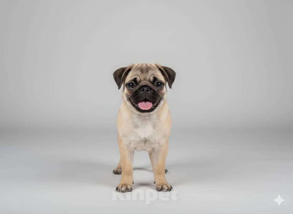 Собаки в Москве: Шери Шанель Девочка, 85 000 руб. - фото 3