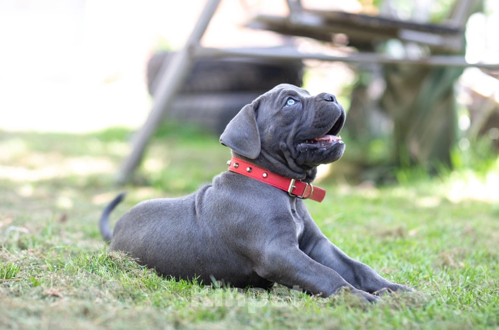 Собаки в Брянске: Щенок Девочка, Бесплатно - фото 2