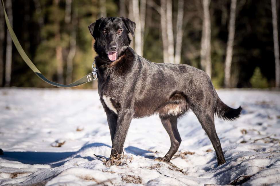 Собаки в Клине: Гуччи — грациозный пёс Мальчик, Бесплатно - фото 8