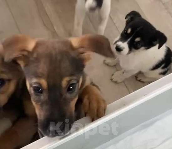 Собаки в Липецке: Щенки из приюта даром Девочка, Бесплатно - фото 6