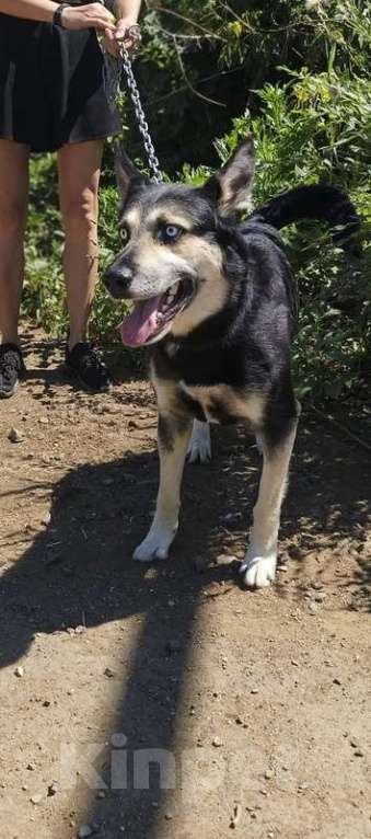 Собаки в Москве: Голубоглазый ласковый пёс Харлей в дар Мальчик, 1 руб. - фото 6