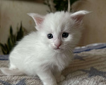 Кошки в Краснодаре: Мейн-кун Полидакт Девочка  Девочка, 30 000 руб. - фото 5