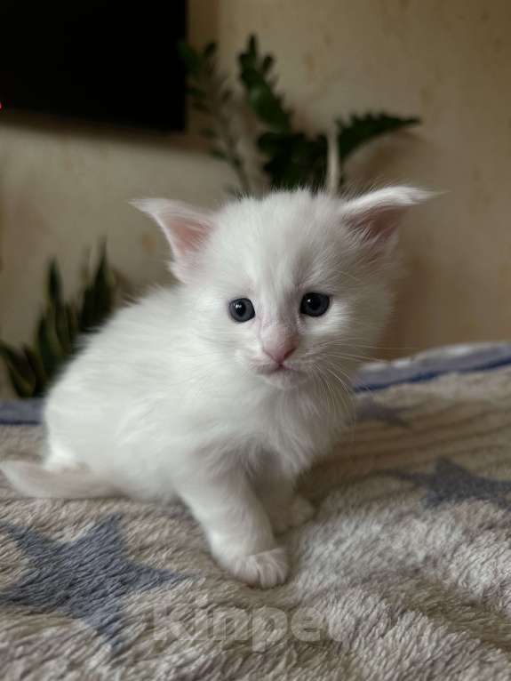 Кошки в Краснодаре: Мейн-кун Полидакт Девочка  Девочка, 30 000 руб. - фото 5