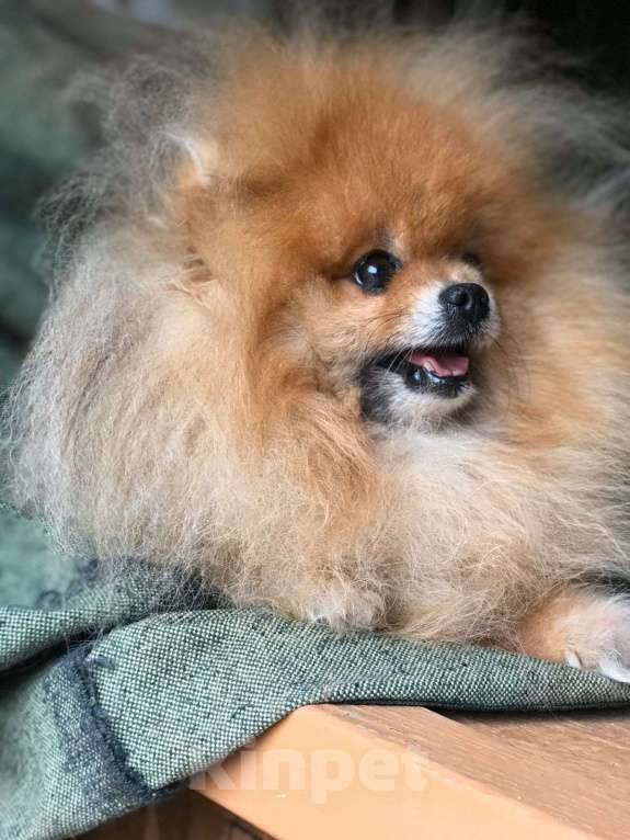 Собаки в Лобне: Шпиц вязка  Мальчик, 12 000 руб. - фото 4