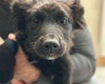 Собаки в Краснодаре: Анфиса Девочка, Бесплатно - фото 3