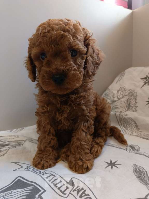 Собаки в Балашихе: Той-пудель мальчик Тедди (со всеми документами) Мальчик, 80 000 руб. - фото 3